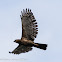 Wallace's Hawk Eagle