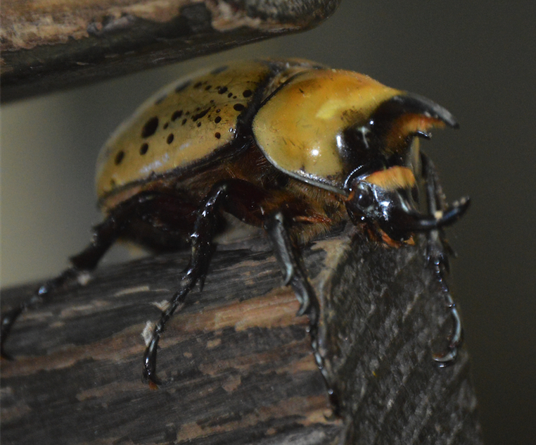 Eastern Hercules beetle