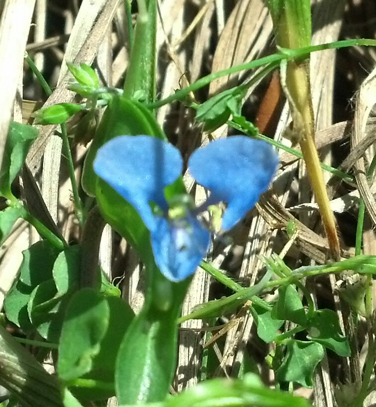 Asiatic dayflower