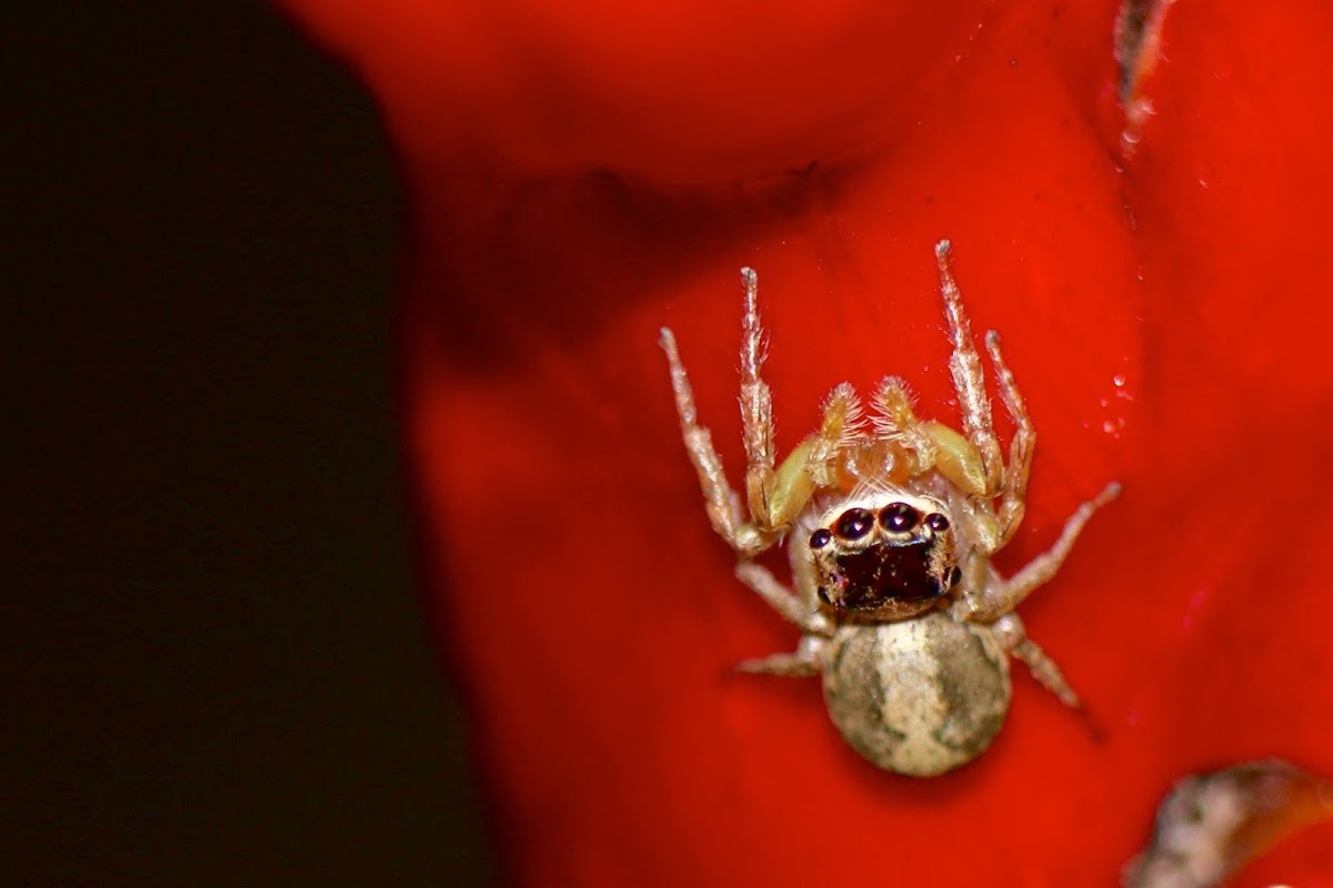 Jumping Spider