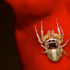 Jumping Spider