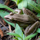 Southern Leopard Frog