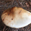 Deer Mushroom