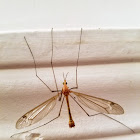 Crane Fly