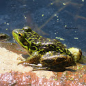 Mink Frog