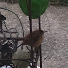 House Wren