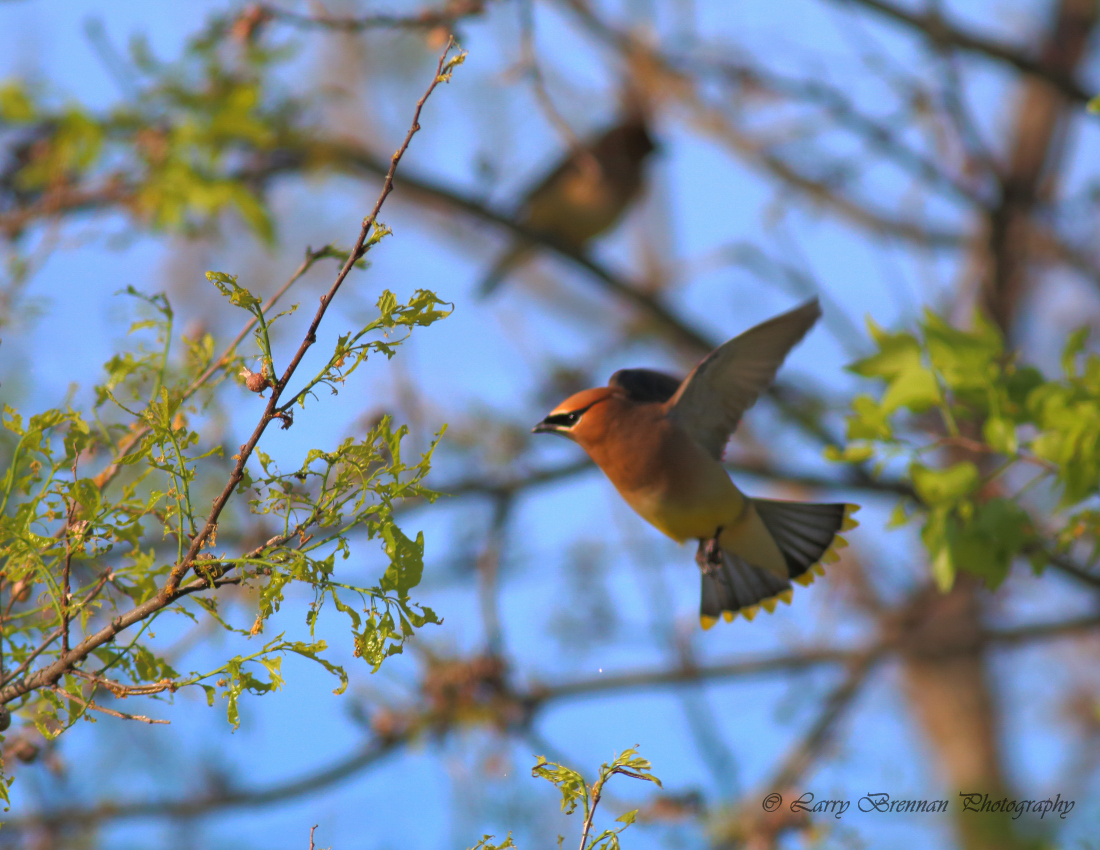 Cedar Waxwing