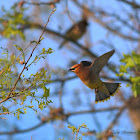 Cedar Waxwing