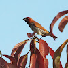 Scaly-breasted Munia