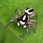 Jumping Spider (male)