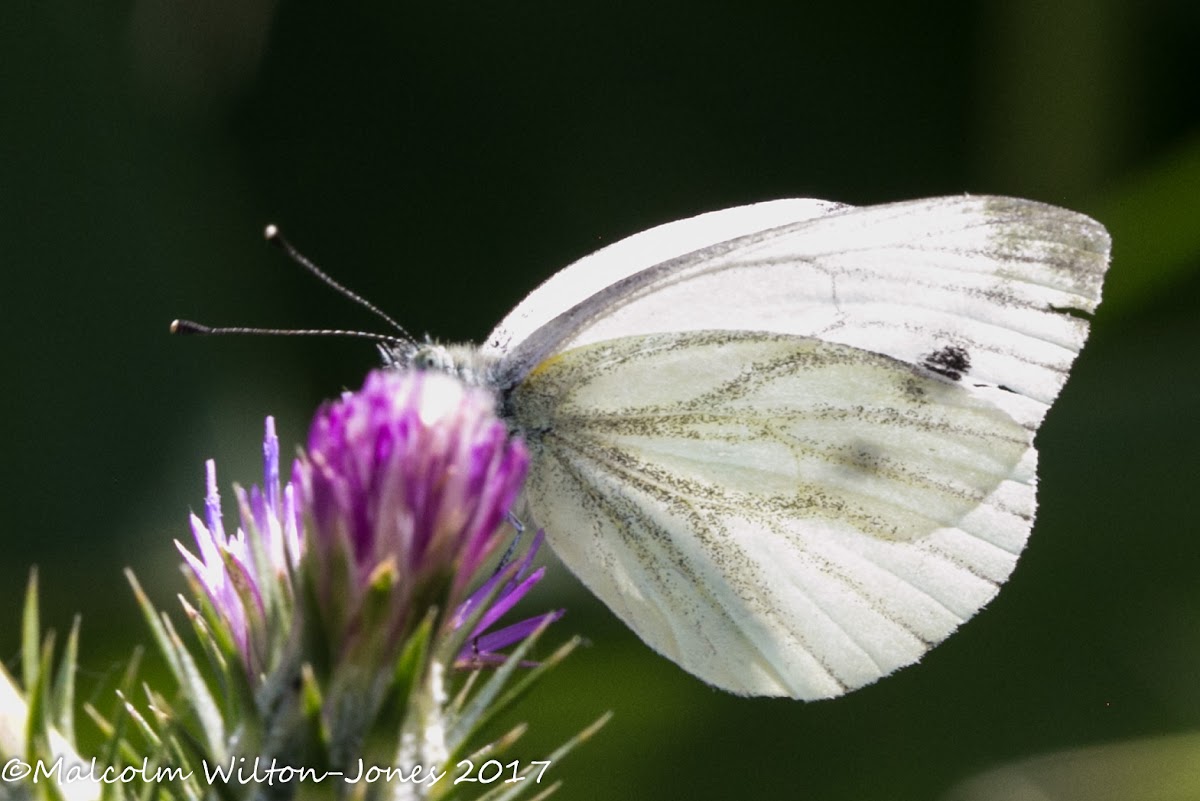 Green-veined White;