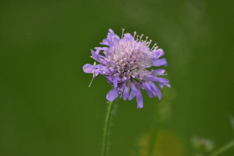 Field Scabious