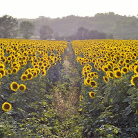 Girasoli In Toscana di 