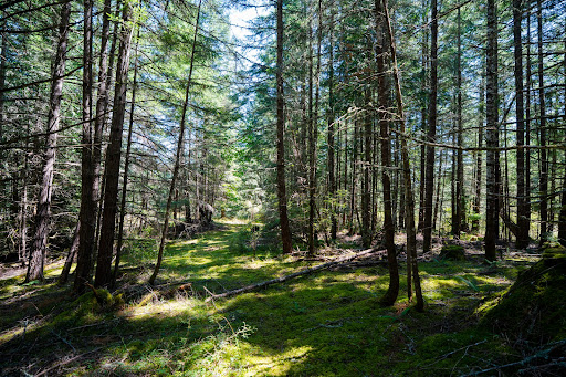 Sunny forest path with dense trees - Luxury land for sale in San Juan Island