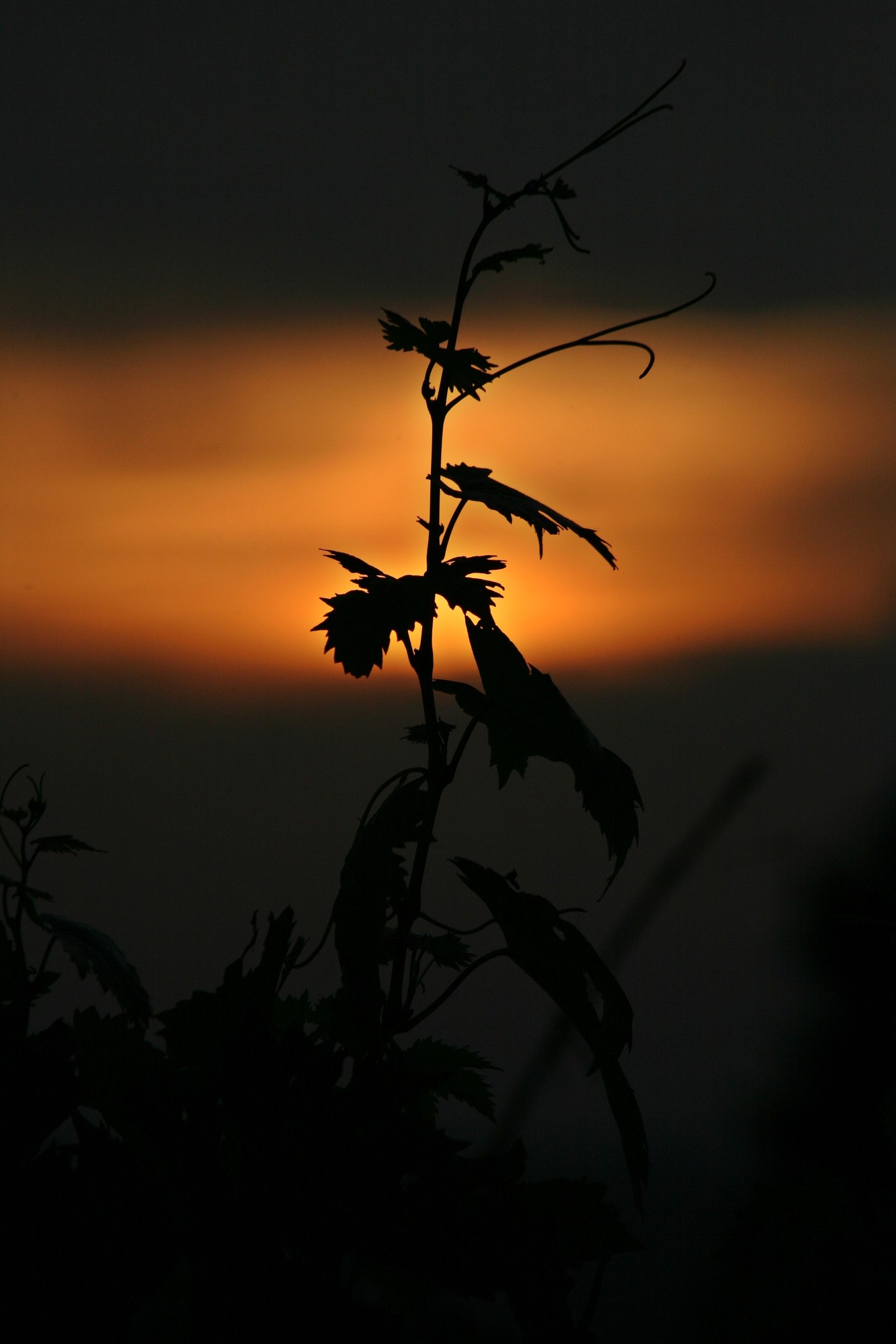 L'occhio del tramonto di EF