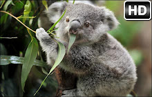 Koala Bear Wallpapers HD Koala Bears New Tab small promo image