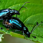 Alder leaf beetle, Oriental leaf beetle