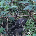 Nine-banded Armadillo