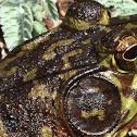 American Bullfrog