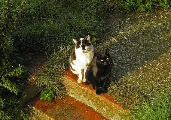 Bianco e ....nero di marco cerrai