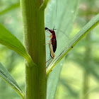 Red-headed Bush Cricket