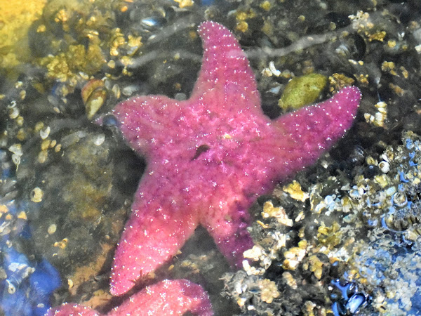 Pink Sea Starfish - Milwaukee County Zoo