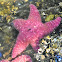 Short spined sea star