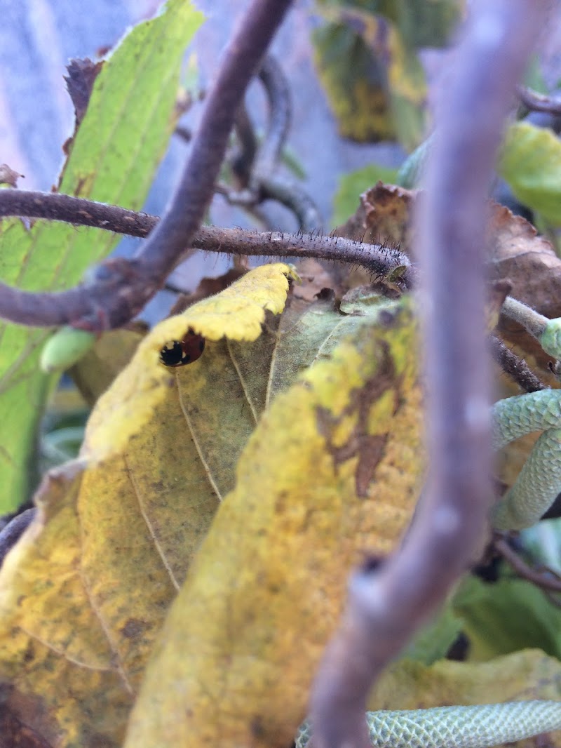 Foglie gialle al cimitero di aganugi