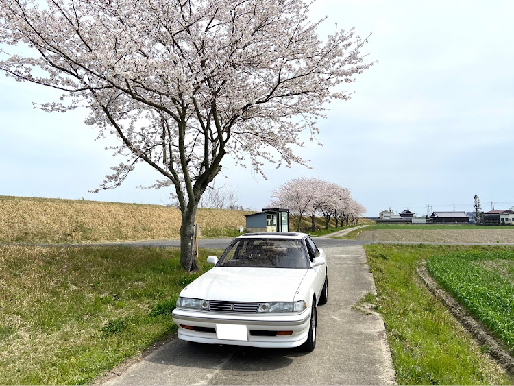 マークIIの桜とコラボに関するカスタム事例の投稿画像1枚目