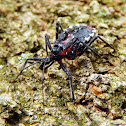 Assassin Bug