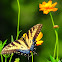 Eastern Tiger Swallowtail