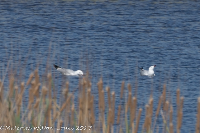 Slender-billed Gull; Gaviota Picofina