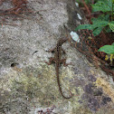 Brown Anole