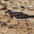 Ruddy Turnstone