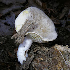 Pleurotus sp.