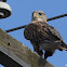 Ferruginous Hawk