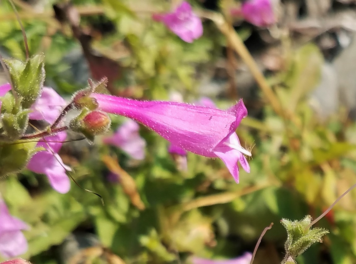 Cutleaf Beardtongue