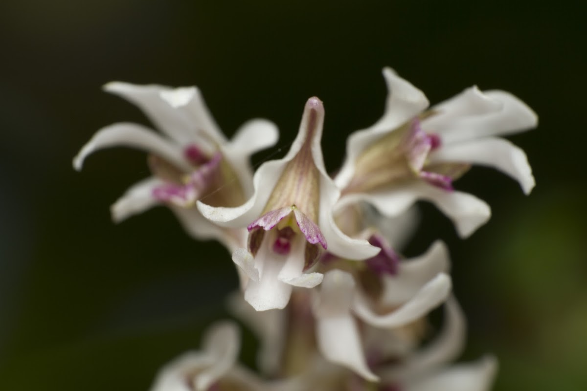 Tiny Dendrobium Orchid