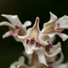 Tiny Dendrobium Orchid