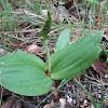 Common Twayblade