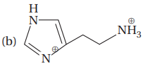 Amino Acids