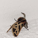 Cyprian Ocnogyna moth