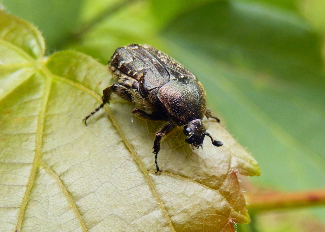 Spangled Flower Beetle