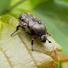 Spangled Flower Beetle