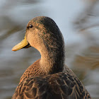 Mottled duck