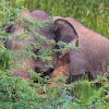 Sri Lankan Elephant (adult m.)