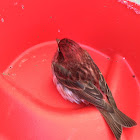 Purple Finch