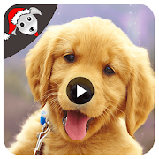 Dog Funny Videos HD  Icon