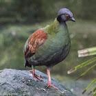 Crested Wood Partridge