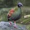 Crested Wood Partridge